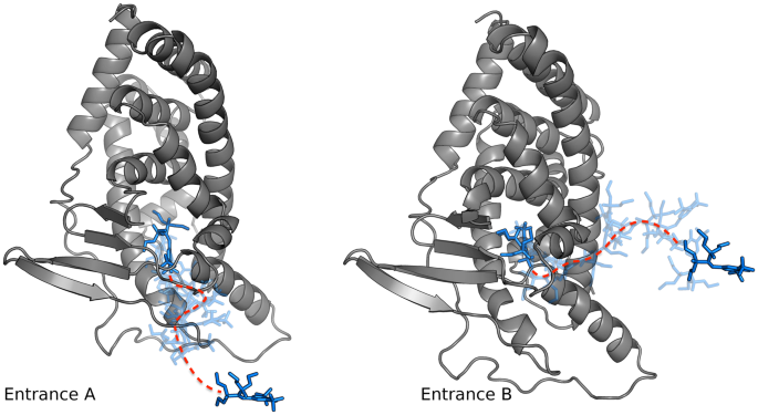 An aesthetic depiction of the PXR receptor with multiple entrances showing how molecules of different shapes can potentially bind to it